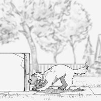 VW Fetching Dog Storyboard